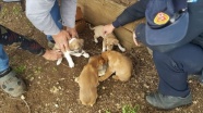 Muğla'da çukura düşen köpek yavrularını itfaiye kurtardı