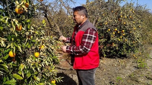 Muğla'da don vuran narenciye bahçelerinde hasar tespit çalışması yapılıyor