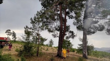 Muğla'da 3 haftada yıldırım kaynaklı 28 orman yangını çıktı