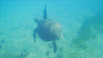 Muğla'da deniz kaplumbağaları su altında beslenirken görüntülendi