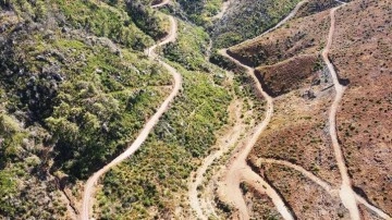 Muğla'da yanan ormanlık alanlar yeniden yeşeriyor