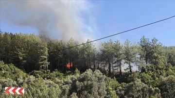 Muğla'nın Milas ilçesinde çıkan orman yangınına müdahale ediliyor