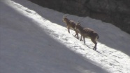 Munzur Dağları'nda yaban keçileri görüntülendi