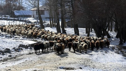 Muş'ta besiciler kar örtüsü üzerinde hayvanlarını besliyor