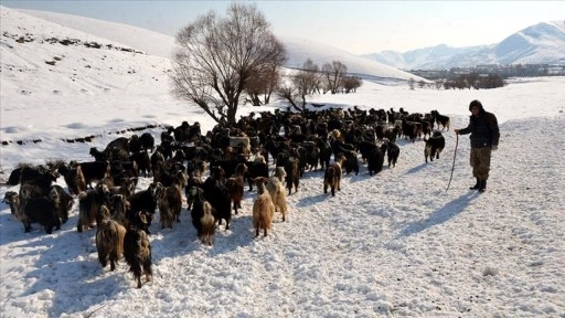 Muş'ta besicilerin kış mesaisi sürüyor