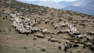 Muş&#039;ta terörden temizlenen yaylalar koyun sürüleriyle doldu