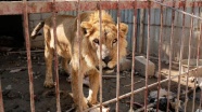 Musul'da hayvanlar da DEAŞ kurbanı