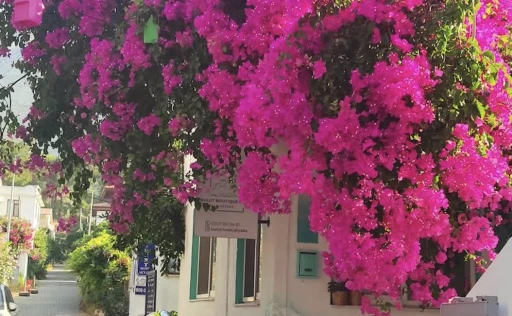 Bodrum’da Fethiye’de Akyaka’da gördüğünüz tüm evleri muhteşem bir şekilde saran begonvillerin hikâyesi -Dr. Erdem Ulaş yazdı-