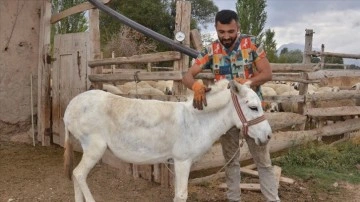 "Nalbulans" ile sahipsiz hayvanlara ücretsiz tırnak bakımı