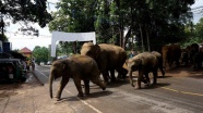 Nepal'de fil sürüsü köye saldırdı