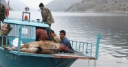Nesli tükenmekte olan dağ keçisini vuran avcılara 28 bin TL para cezası kesildi