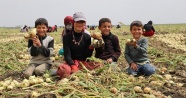 Öğretmen olmak isteyen Sıdıka, soğan tarlasında çalışıyor