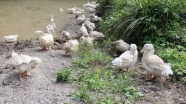 Ordu&#039;da Pekin ördeği yetiştirilecek