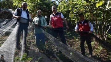 Ordu'da file örtü serilerek yapılan fındık hasadı yaygınlaşmaya başladı