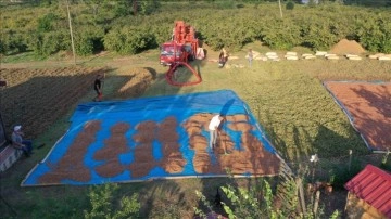 Ordu'da fındık hasadını tamamlayan üreticiler patoz mesaisinde