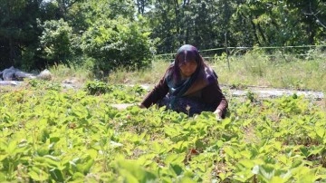 Orman köylüsü 65 yaşındaki kadın, devlet desteğiyle çilek üretiyor