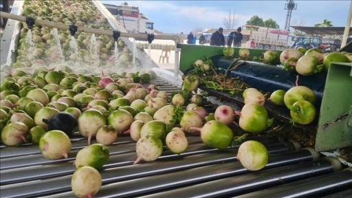 Osmaniyeli çiftçi tescilli turp ticaretini devlet desteğiyle modern tesise taşıdı