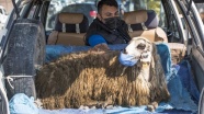 Otomobilin bagajında taşınan maskeli koyun gülümsetti