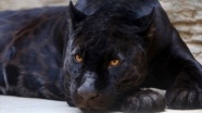 Öz çekim yaparken jaguar saldırdı