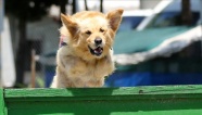 Özel eğitimli köpekler, 1 saniyeden kısa sürede Kovid-19&#039;u tespit edebiliyor