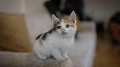 "Özel hayvan yaşamevi"ne ilişkin esaslar düzenlendi