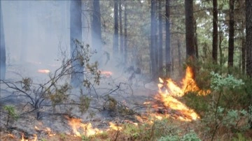 Pendik'te ormanlık alanda çıkan yangına müdahale ediliyor