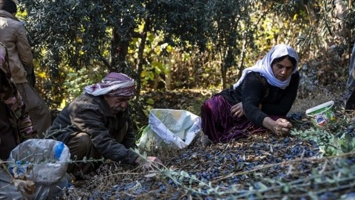 PKK sebebiyle yurtlarına dönemeyen Ezidiler, Laleş tapınağında zeytin hasadına başladı