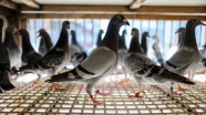 Posta güvercini: Bir yuvaya dönüş öyküsü