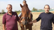 Rahvan at yetiştiriciliğini gelecek nesillere aktarabilmek için 30 yıldır çalışıyor