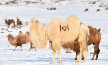 Rus bilim insanı Miron Borgulev: Kuzey Kutbu'na develer götürelim -Erhan Altıparmak, Moskova'dan bildiriyor-