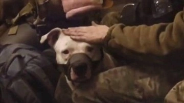 Rusya ile Ukrayna arasındaki son esir değişiminde pitbull da yer aldı