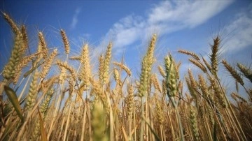 Rusya tahıl girişimini canlandırma dahil herhangi bir anlaşma ihtimalini dışlamıyor
