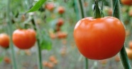 Rusya, Türkiye'den 3 yıl dana domates almayacak