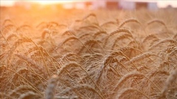 Rusya, Ukrayna’da ilhak edilen bölgelerden ilave 5 milyon ton tahıl hasadı öngörüyor