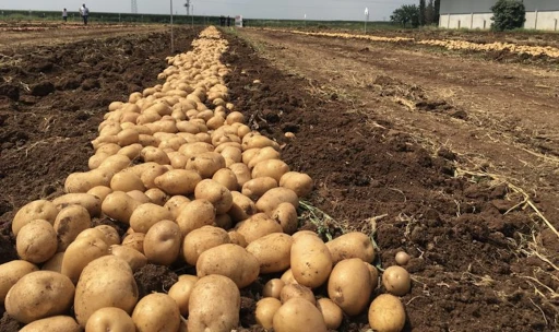 Rusya'ya patates ithalatı neredeyse iki katına çıkacak