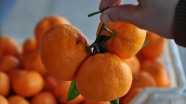 Rusya'ya portakal ve mandalina ihracatı arttı