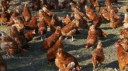 'Rusya'ya tavuk ihracatı iç pazar fiyatlarını etkilemeyecek'