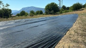 Safranbolu'da safranın erken çiçek açması için örtü yöntemi uygulandı