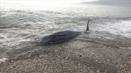Sahil Güvenlik’ten kıyıya vuran balina ve kanadı kırık martıya yardım eli