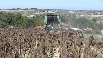 Sakarya'da ayçiçeği üreticileri hasat mesaisinde