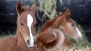 Şampiyon atların yetiştirildiği Sultansuyu'nda tay heyecanı