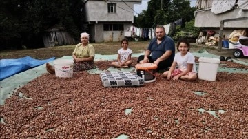 Samsun'da fındık mesaisi devam ediyor