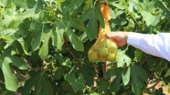 Şanlıurfa&#039;da incir üretimi &#039;ilekleme&#039; yöntemiyle artırılacak