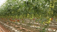 'Sebze-meyvelerin köyde yetişmesi organik olduğu anlamına gelmez'