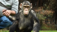 Şempanze Can'a 'özel aile terapisi'