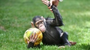 Şempanze 'Can' da uzun aradan sonra yuvasından çıktı