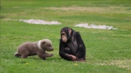 Şempanze “Can“ ile yavru ayı “Boncuk“un dostluğu görenleri şaşırtıyor