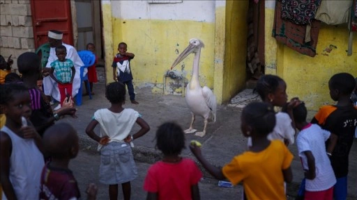 Senegal'in Saint-Louis kentinde mahallenin maskotu evcil pelikan Ndagabar