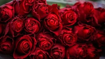 Sevgililer Günü'nün sembolü kırmızı güller 14 Şubat'ta 25-50 liradan satışa sunulacak