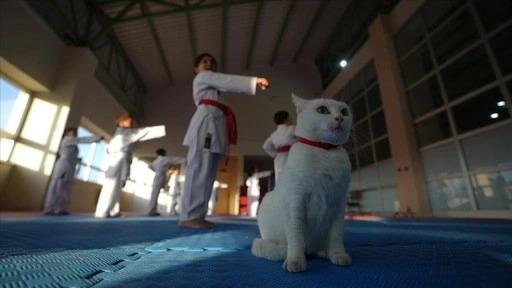 Sevimli kedi "Karate Cat" antrenmanların neşe kaynağı oldu